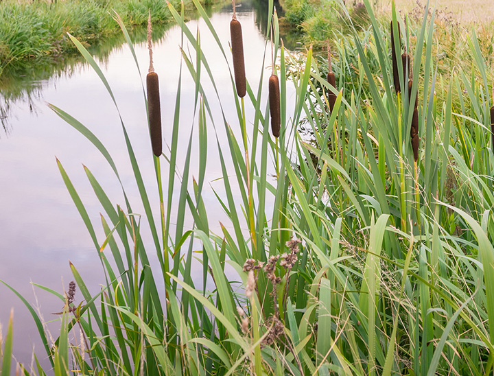 Image of a sustainable drainage system (SuDS).