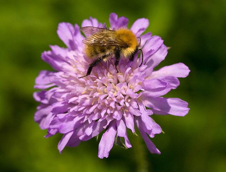 Image of a bumble bee on a wild flower.